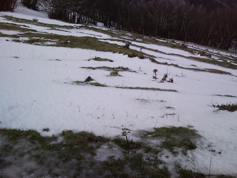 SNC00121.jpg - neve ghiaccio erba