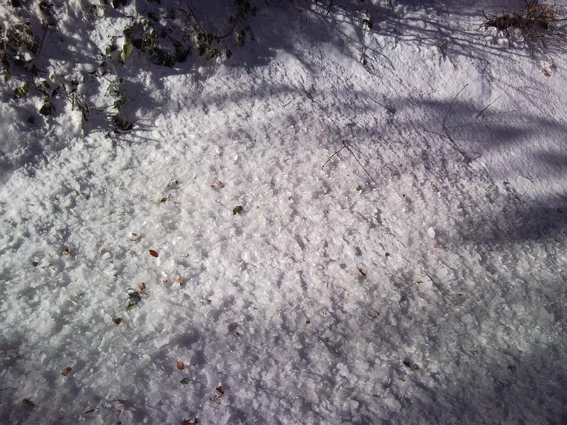 SNC00258.jpg - IL DISGELO: 'COCCI DI GHIACCIO' CADUTI DALLE PIANTE